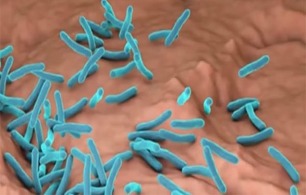 бактерии туберкулёза