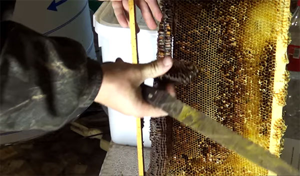 получение пчелиной перги